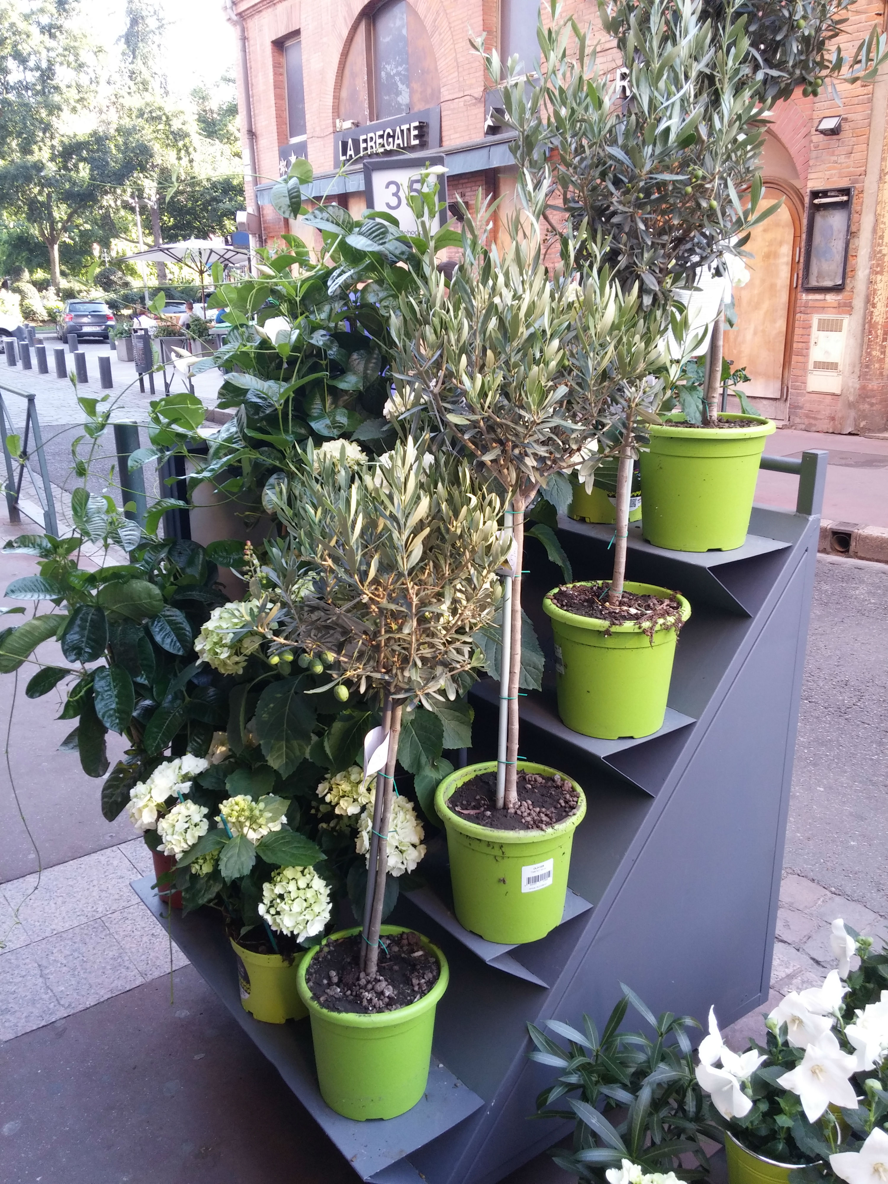 boutique mahonia toulouse fleuriste livreur livraison rapide plantes bouquets compositions florales