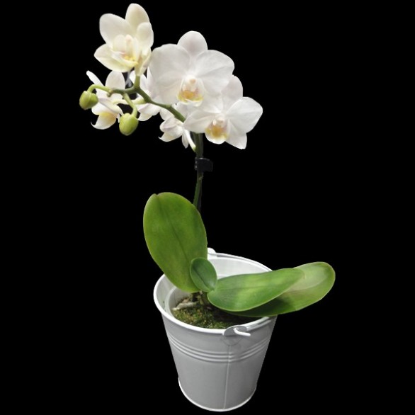 MINI ORCHIDEE avec Cache-Pot