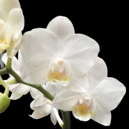 Orchidée blanche avec cache pot – fleursetdesign