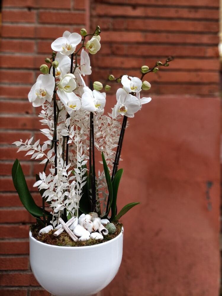 Coupe d'orchidées blanches