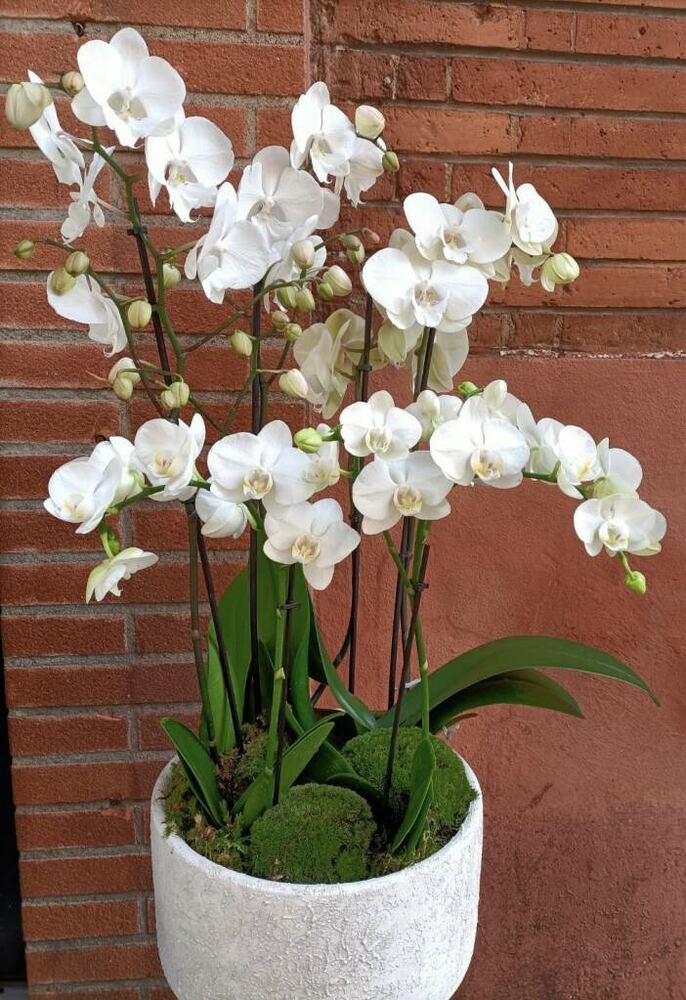 Coupe d'orchidées blanches