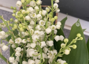 Le muguet : une fleur aussi belle que fragile