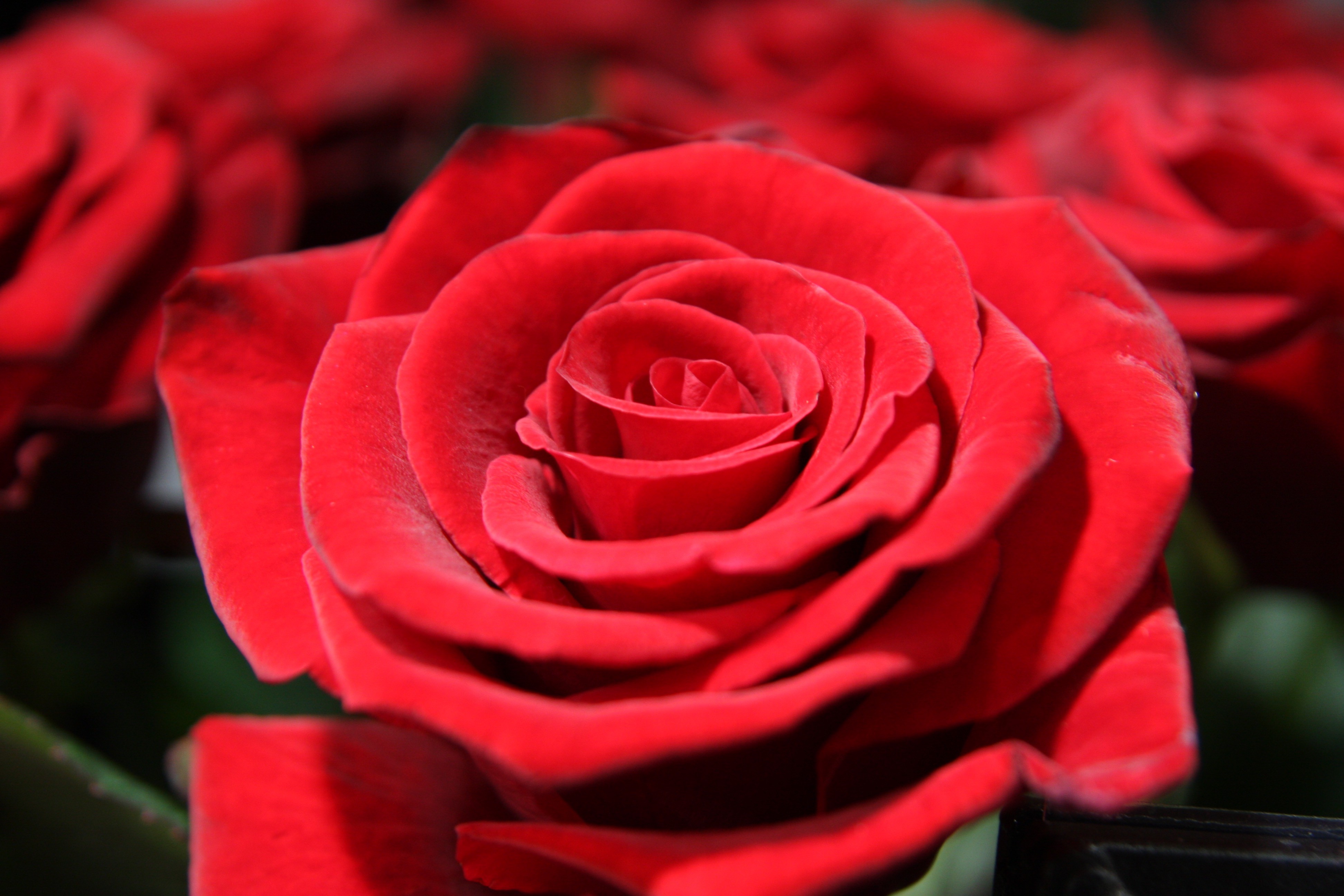  Les fleurs romantiques à Tournefeuille