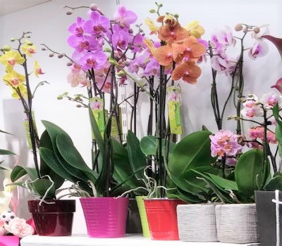 Les différentes couleurs d'orchidées à Aucamville