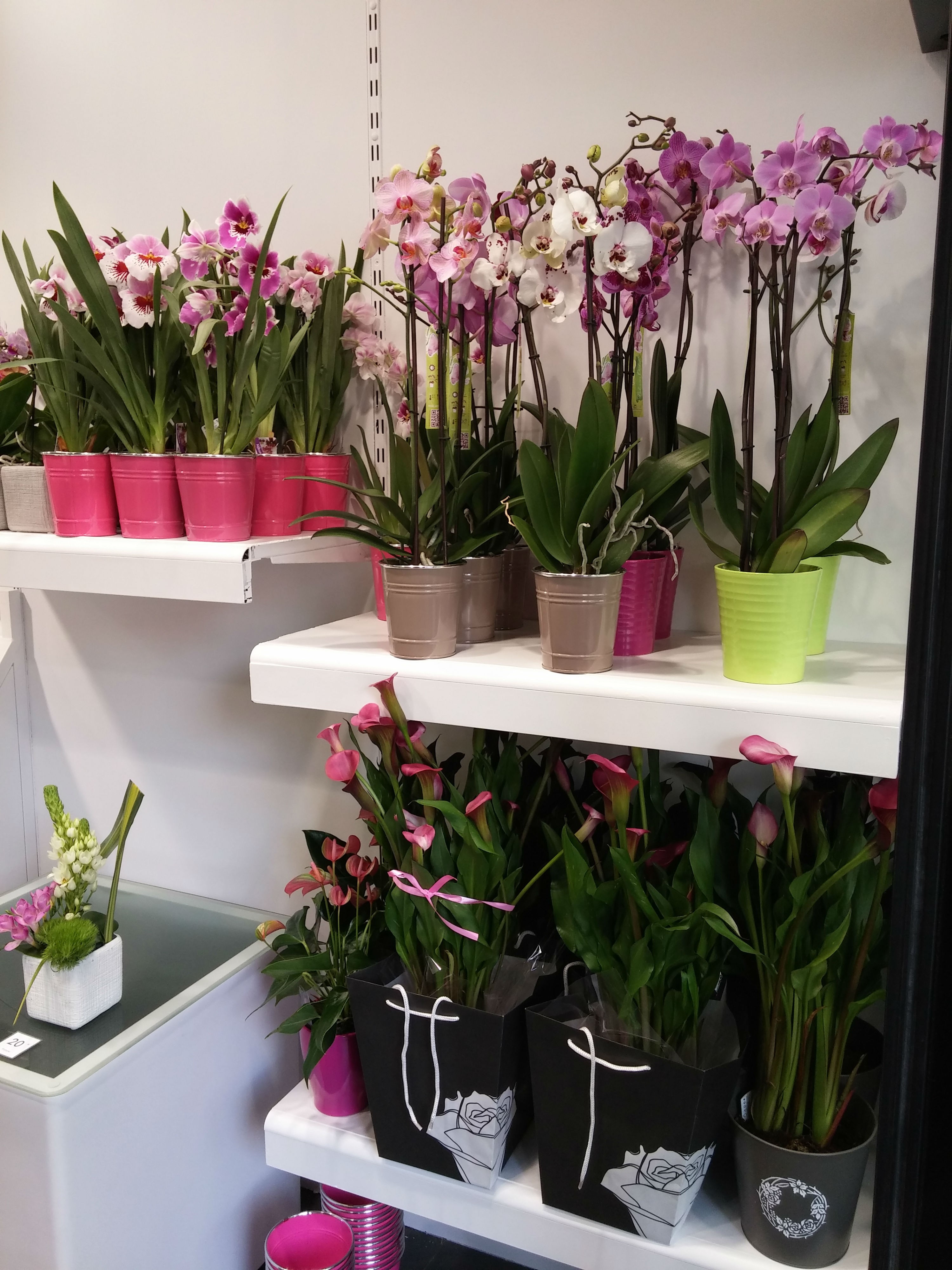 Acheter des mini orchidées en ligne