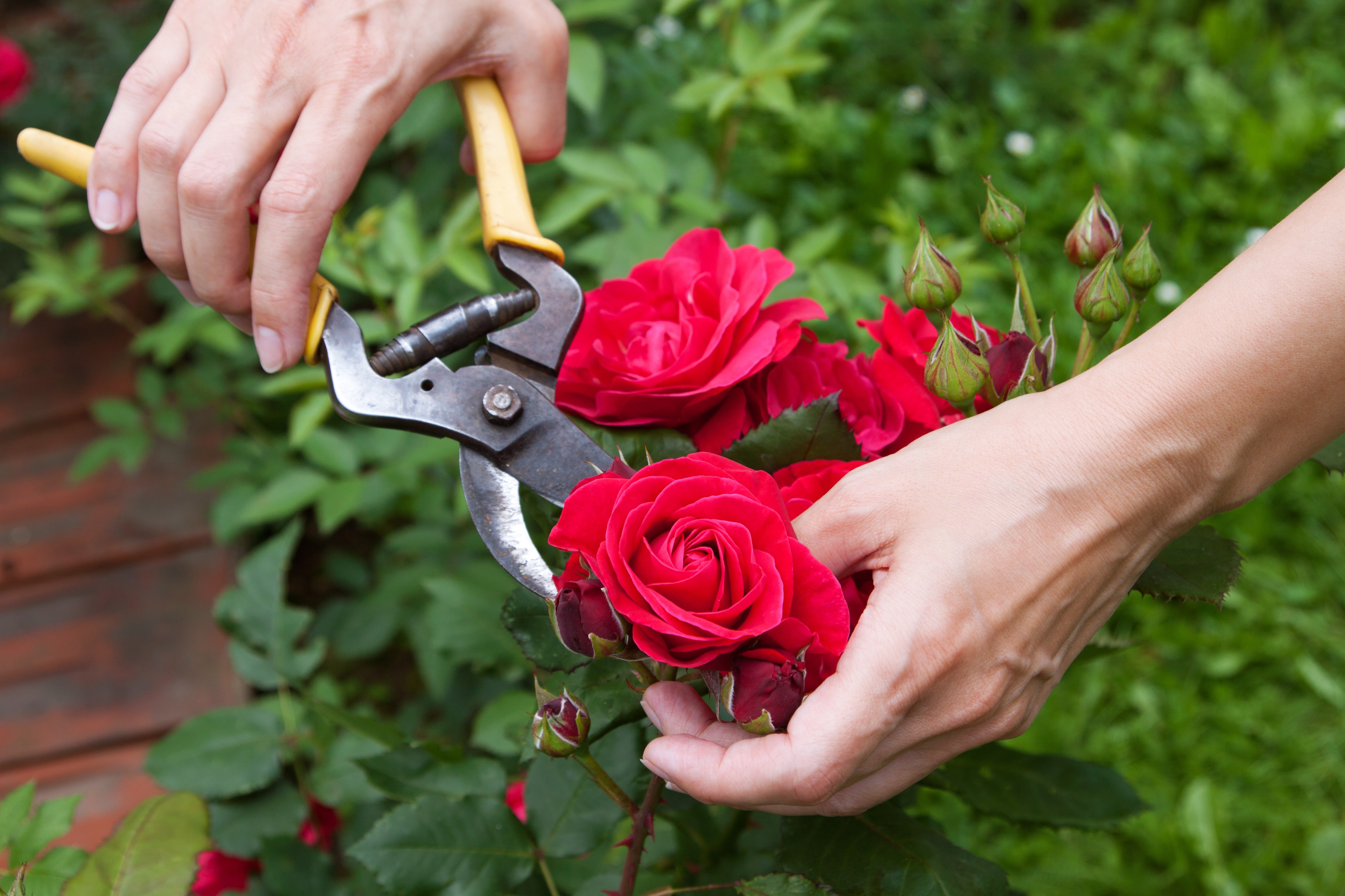 Comment cueillir une rose ?