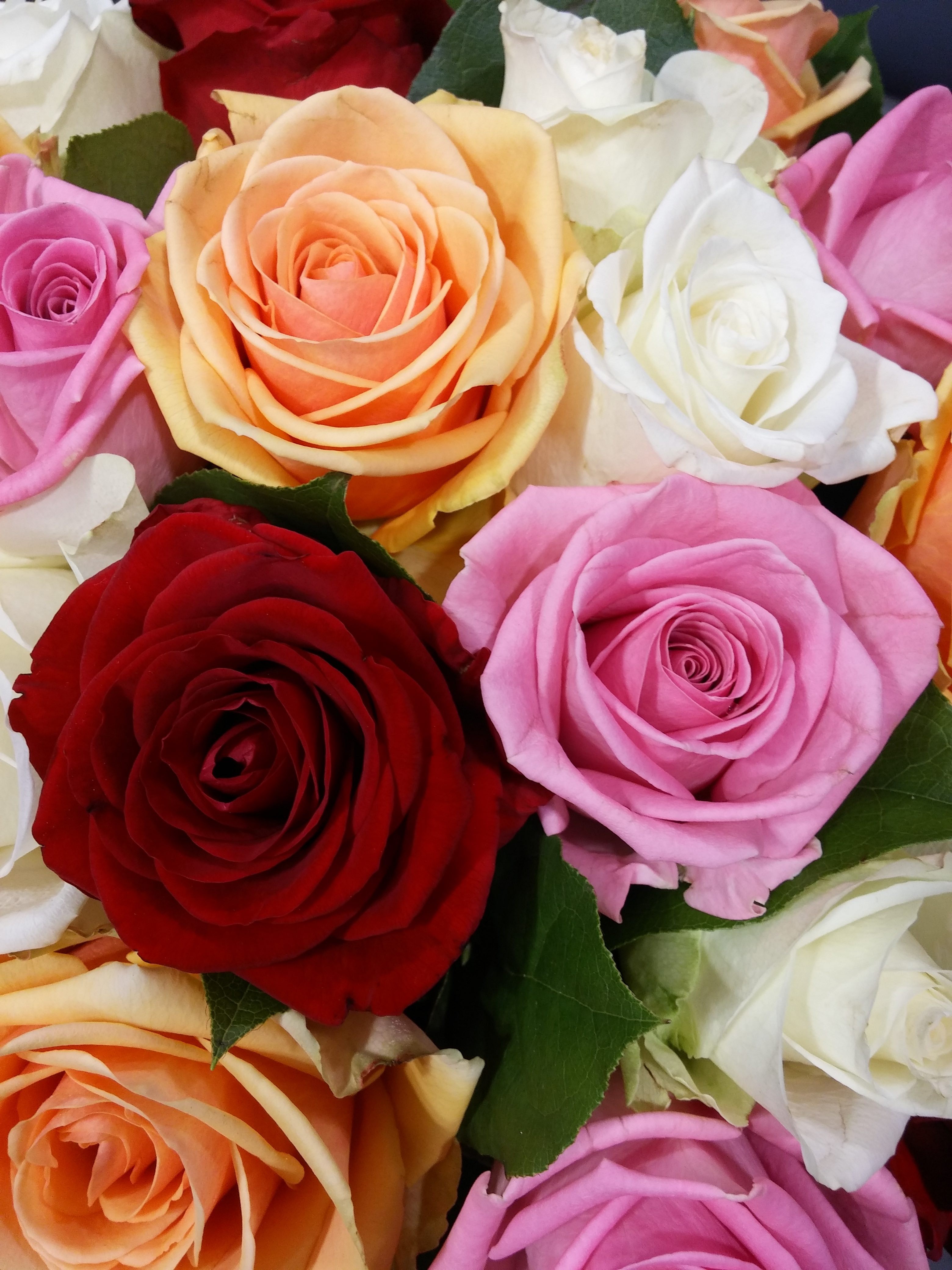 Combien de roses offrir pour la Saint Valentin ?